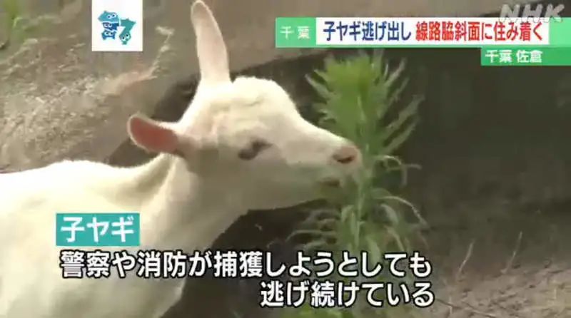 日本只母山羊赖在铁路护坡上成了网红，网友大呼可爱！_图片 No.20