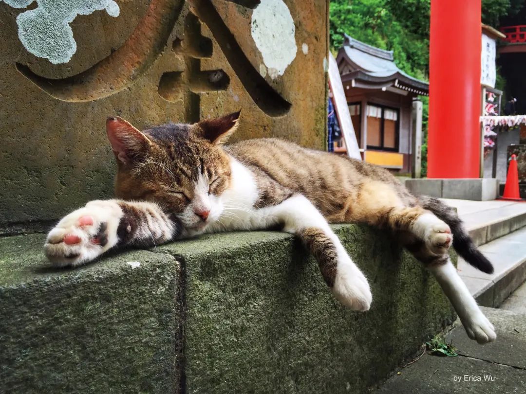 日本的这些撸猫圣地，简直是爱猫人士的乐园啊！_图片 No.5