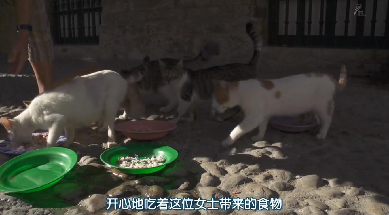  [Japanese Chinese character] nhk: A must for cat slaves! Super Collection of Documentary Films on Bobcats: 84 episodes of Iwakitsu's Cat Walk in the World