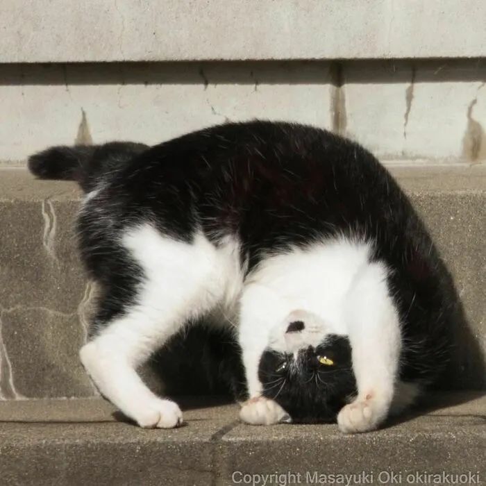 他镜头下东京街头的流浪猫日常，也太快乐了！_图片 No.50