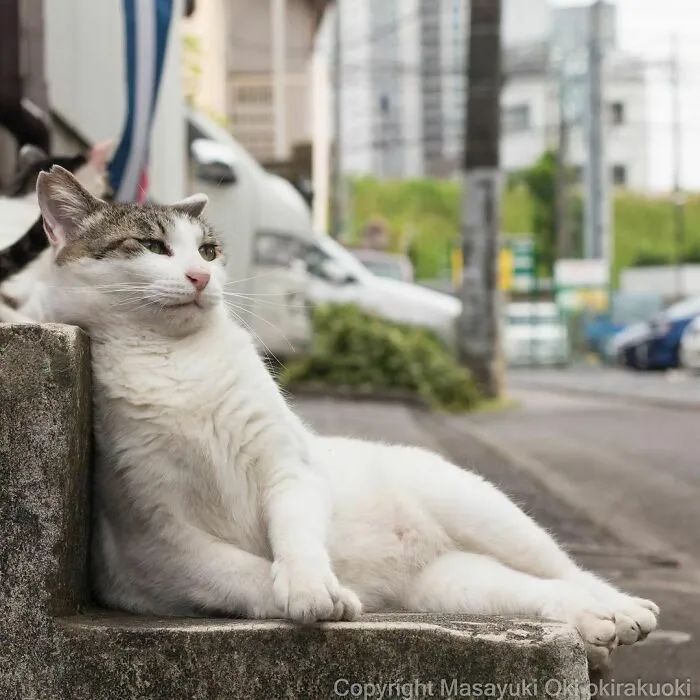 他镜头下东京街头的流浪猫日常，也太快乐了！_图片 No.22