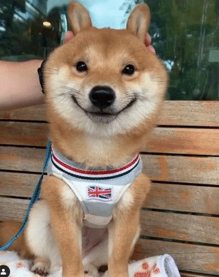 这只可能是世界上最快乐的柴犬，看过它，所有不快乐会消散的_图片 No.51