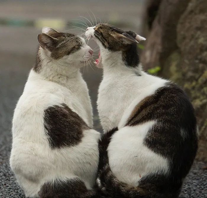 他镜头下东京街头的流浪猫日常，也太快乐了！_图片 No.2