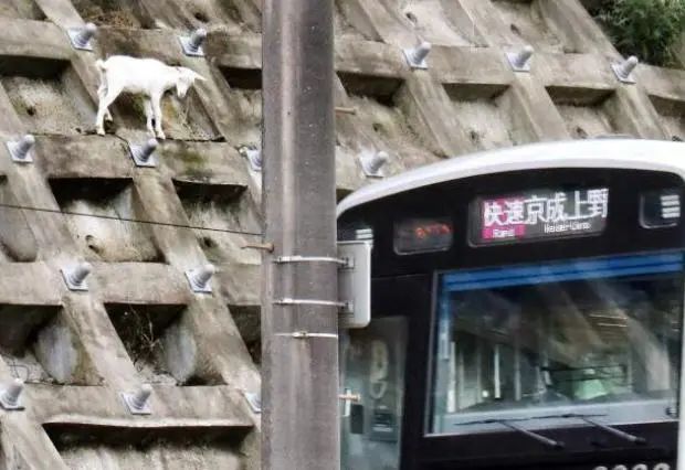 日本只母山羊赖在铁路护坡上成了网红，网友大呼可爱！_图片 No.11
