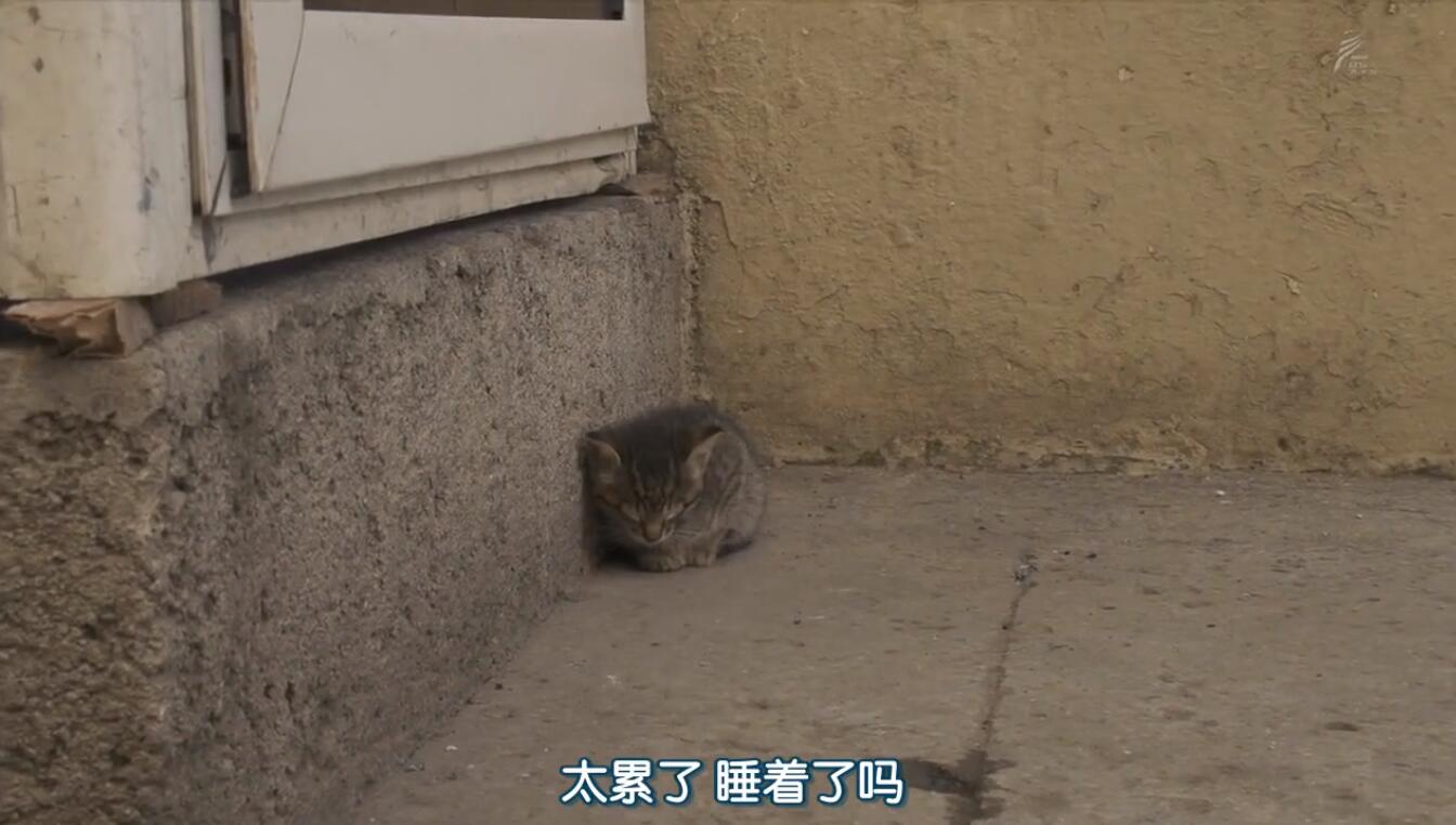 【日语中字】nhk：猫奴必备！关于撸猫的纪录片超级合集：岩合光昭的猫步走世界 84集图片 No.2