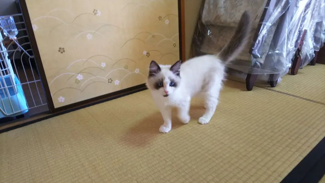 日本网友的小奶喵成长对比照片，气质太多变了…_图片 No.15