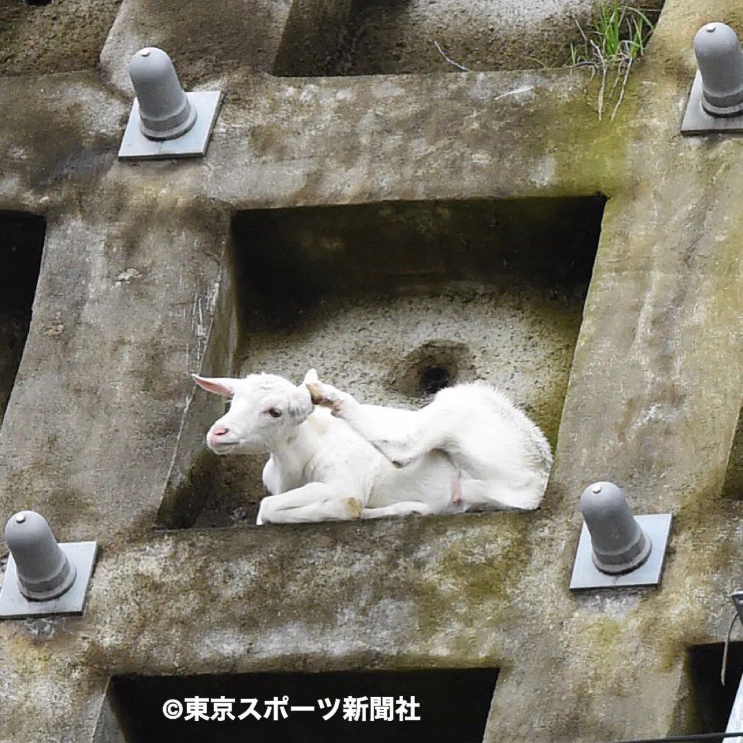 日本只母山羊赖在铁路护坡上成了网红，网友大呼可爱！_图片 No.15