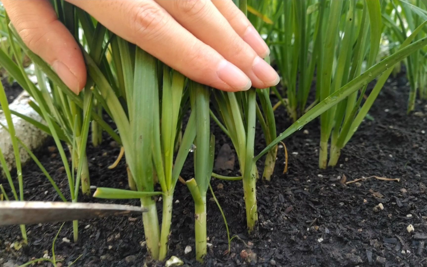 家庭种韭菜的方法 盆栽韭菜种植方法如下