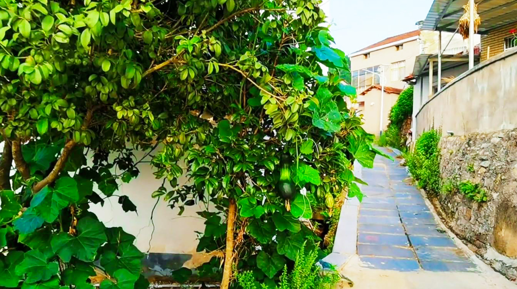 武汉新洲区有哪些旅游景点(武汉市新洲区双柳旅游景点)