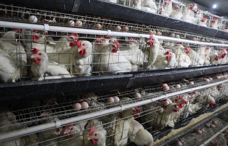 蛋鸡场常见管理问题解析与解决方案