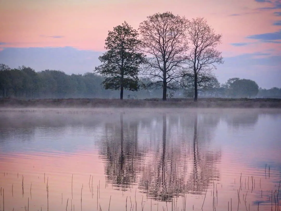 水映树影,诗情画意之美