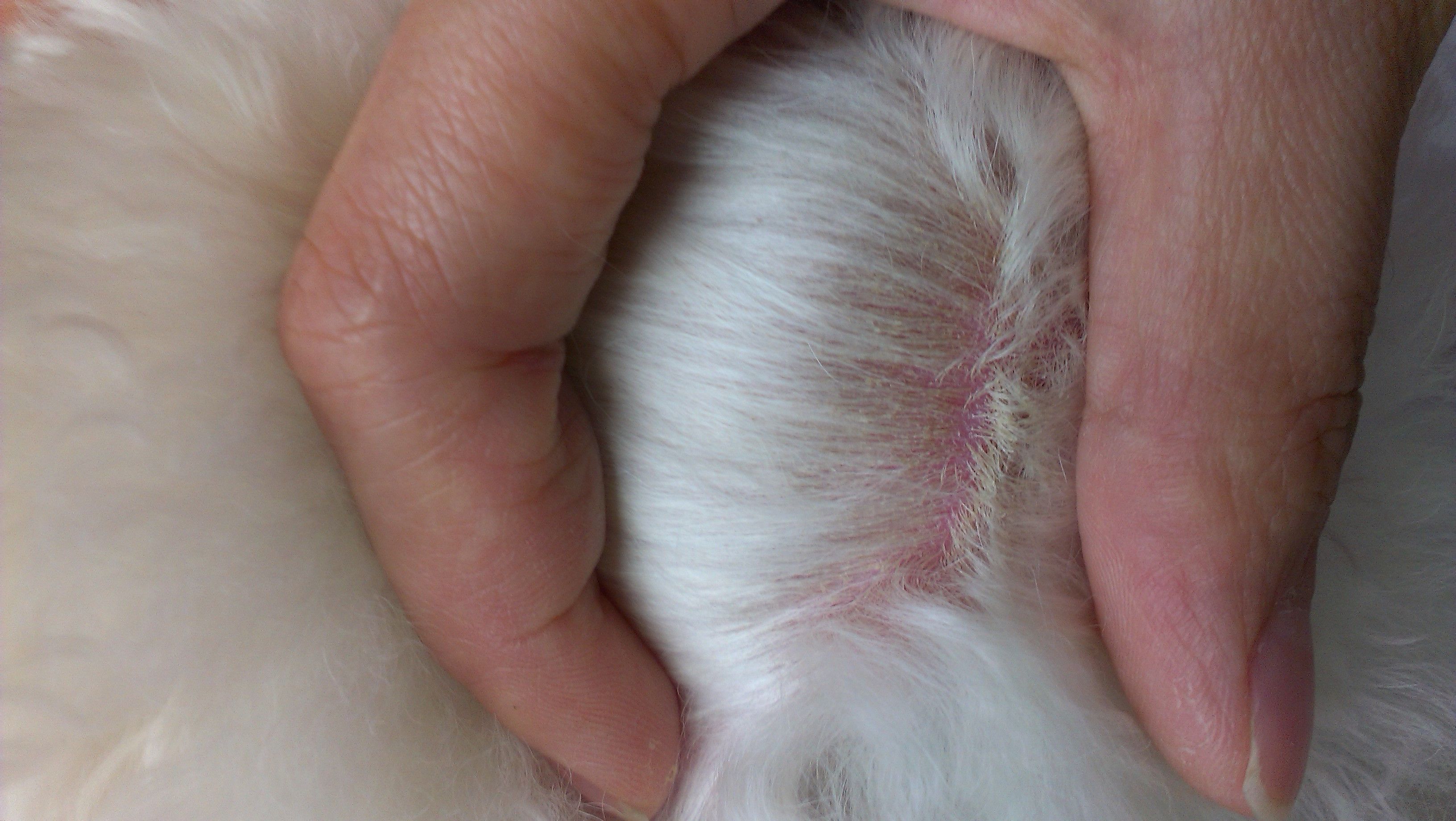 狗狗常见十种皮肤病,它们分别有什么特征,主人该如何辨别是哪种