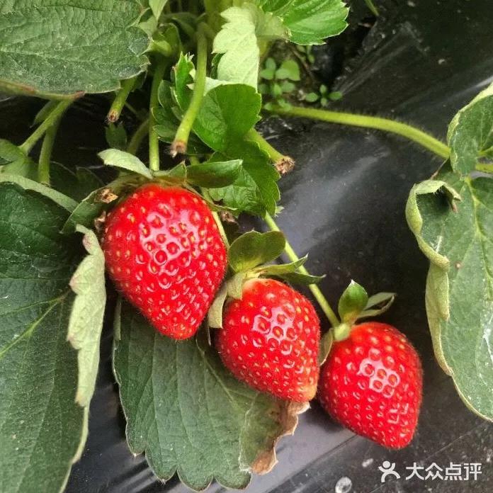 草莓季來了！廣州摘草莓指南出爐！快帶孩子走起