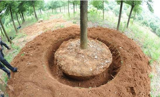 大树起挖移栽前的保水措施和移栽关键要点，学会后，就能提高存活