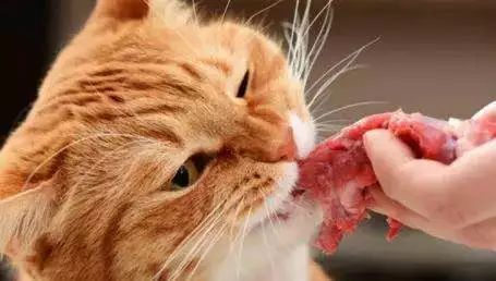 如何预防猫咪最可怕的疾病之一——猫传腹