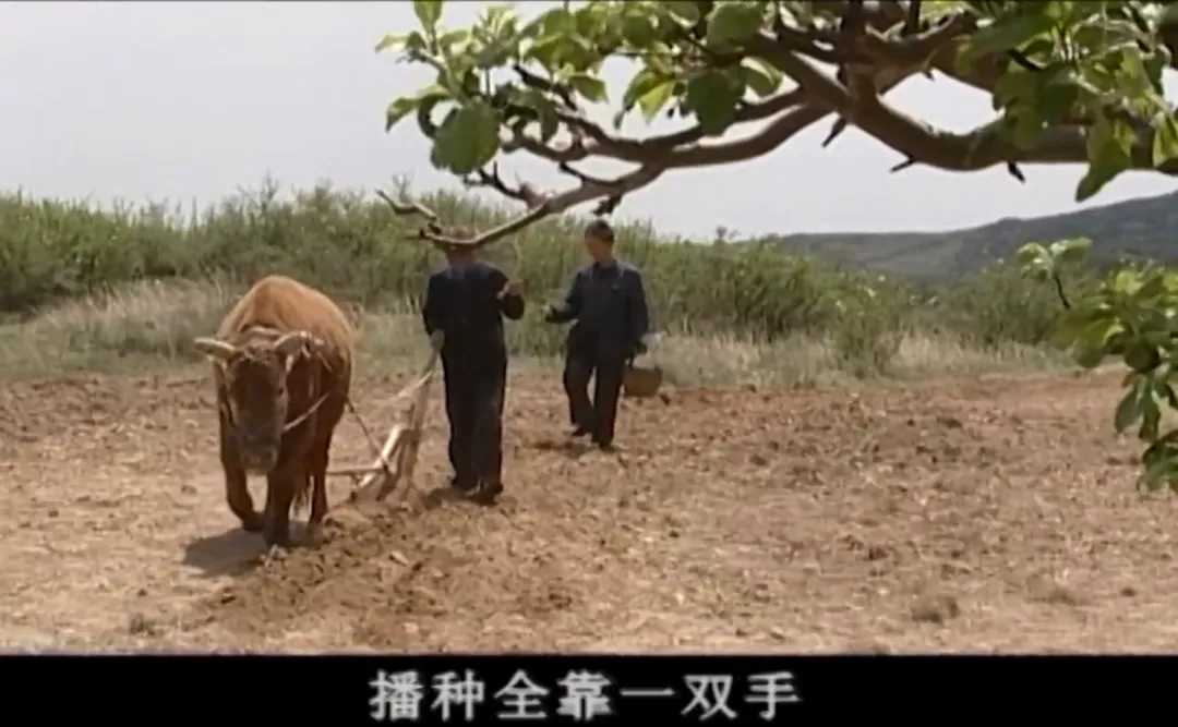 釆字家族：釆番蕃播翻（飜）幡，三番五次田里走，播种全靠一双手