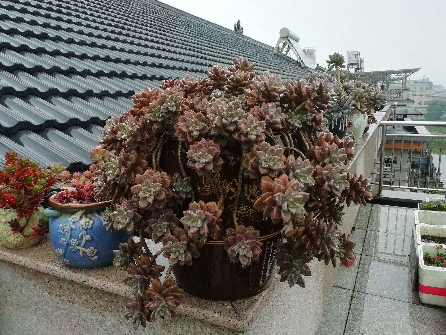 姬胧月多肉出牙后怎么养比较好「记得收藏」 -骁龙网