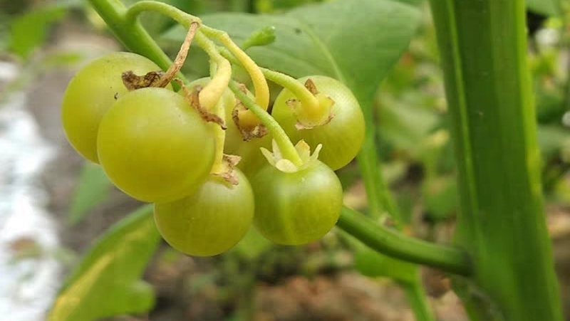 悠悠果怎么吃哪部分「图文」 -骁龙网