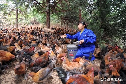 辽宁2020年，家禽养殖中，饲料颗粒机价格怎么样_颗粒机有哪些好处_