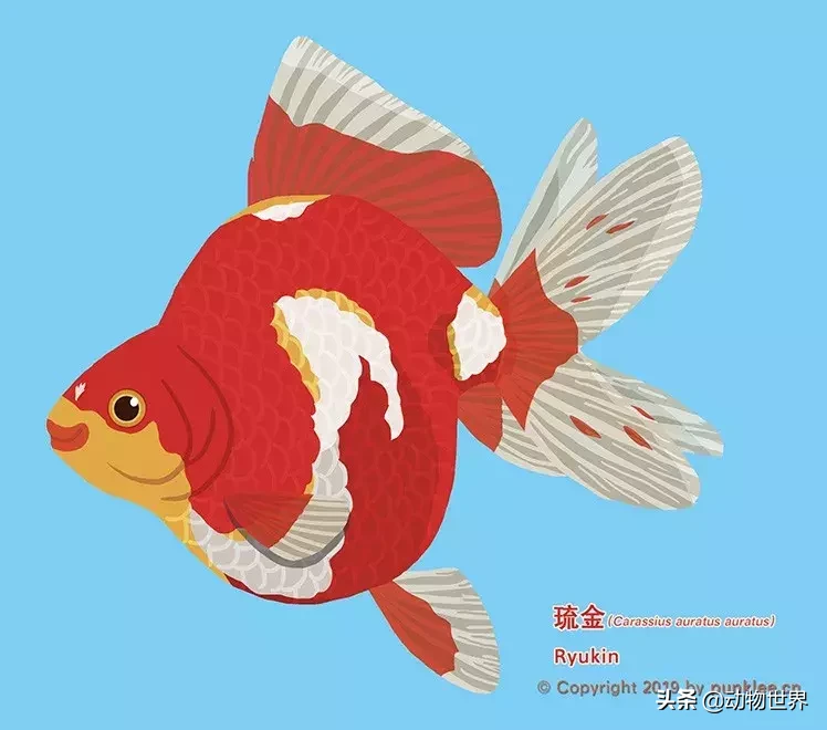 種類 金魚 金魚すくいの金魚の種類って何？