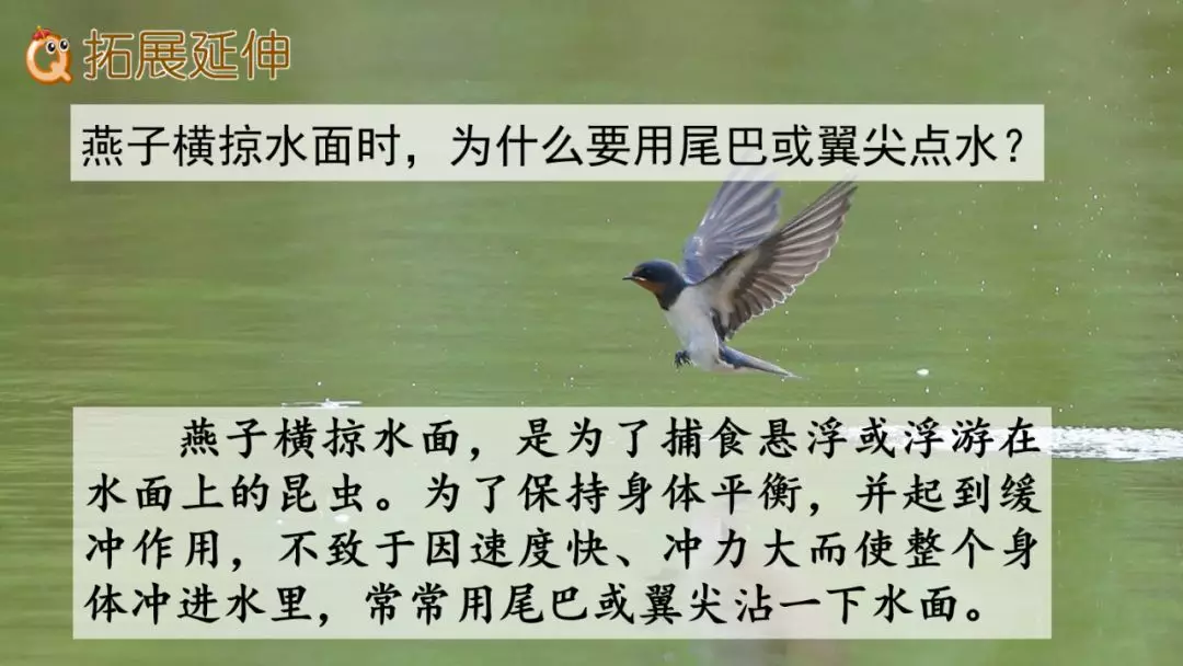部编版三年级语文下册第二课《燕子》知识点及课堂测试题