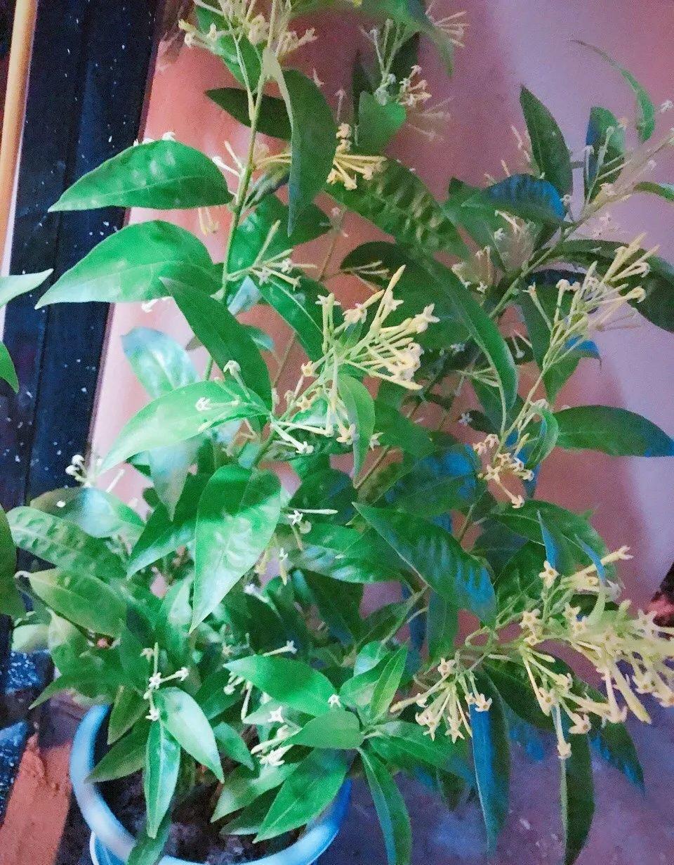 12种吃蚊虫的花，养1盆，虫子全死光