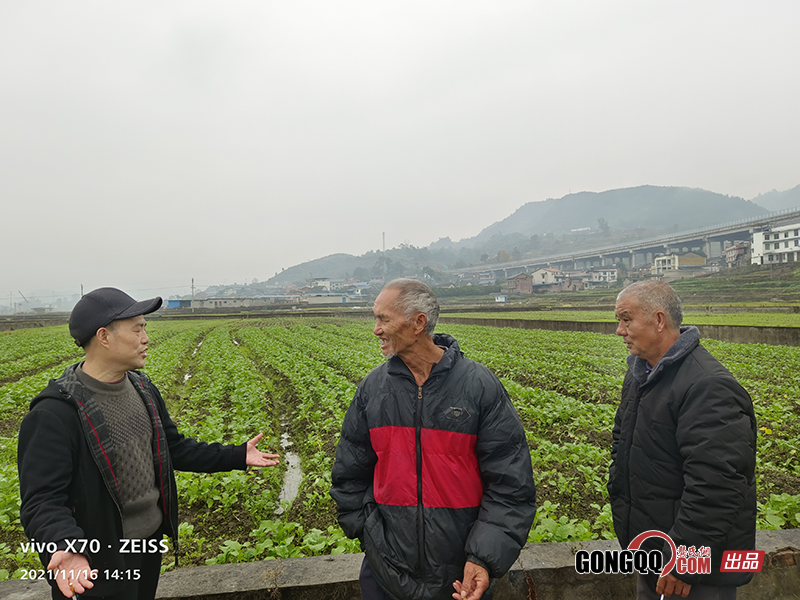 龚节东会长莅临南川油菜示范片指导