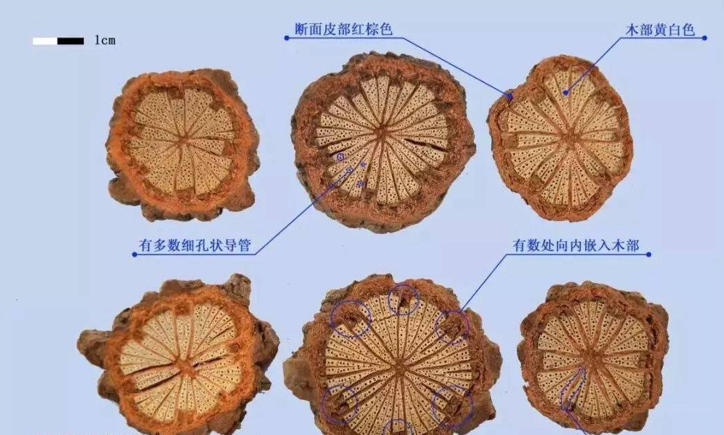 大血藤的功效与作用以及注意事项