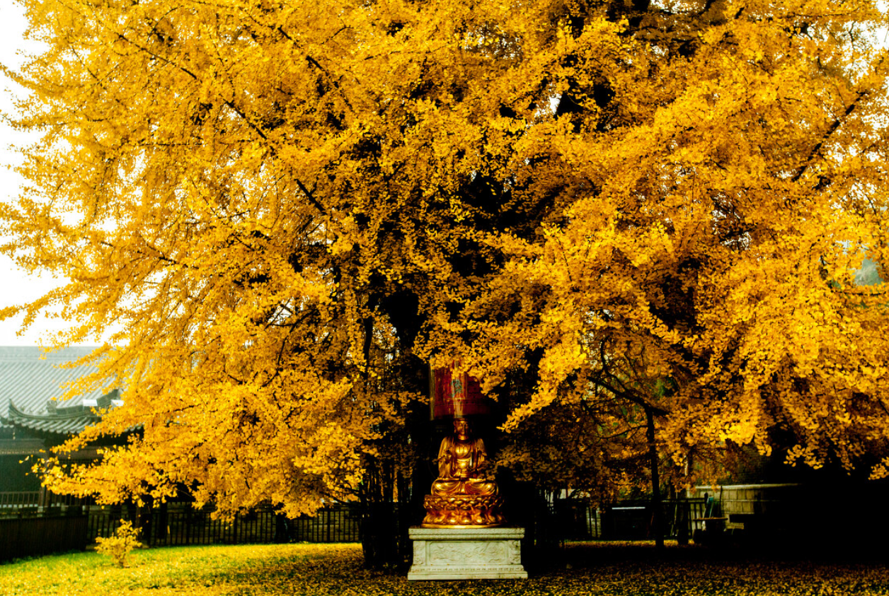 郭沫若:此树故乡只有中国,是植物圣者