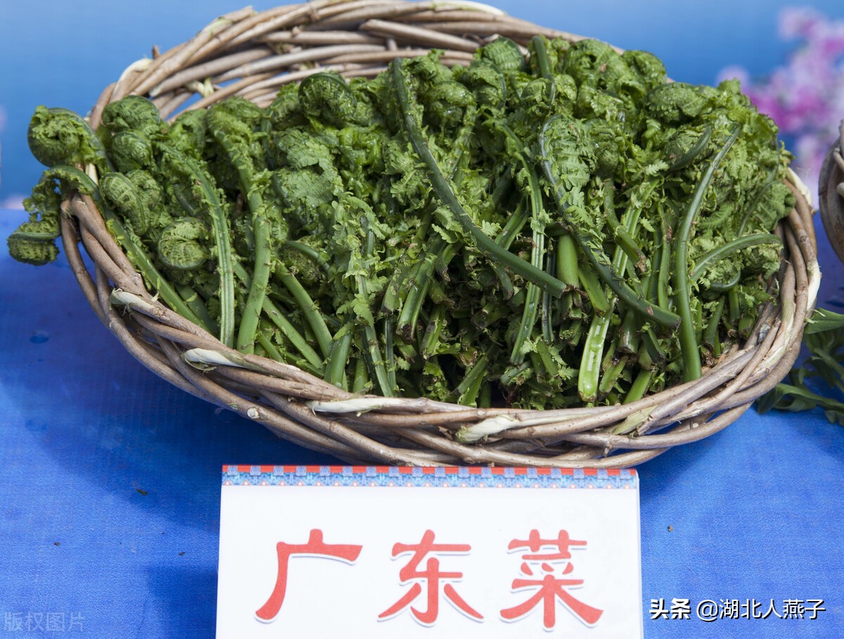 65种野菜图片大全，教你认识不同的野菜和吃法，你想要的野菜都有