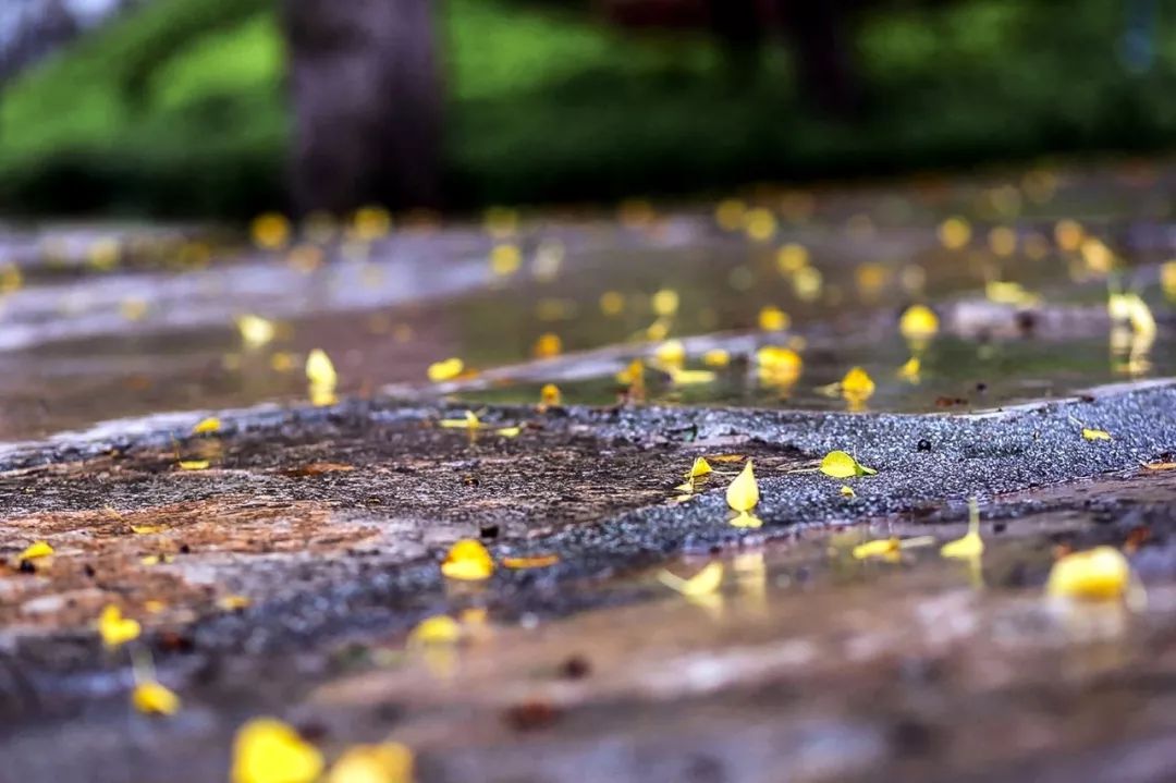 描写秋雨的诗句最经典的关于秋雨的古诗词