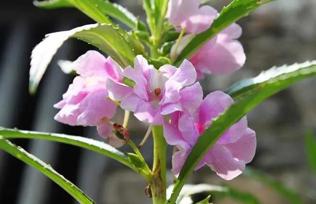 女兒花 金鳳花 指甲花 說的都是小時候染指甲的鳳仙花 園藝印象 Mdeditor