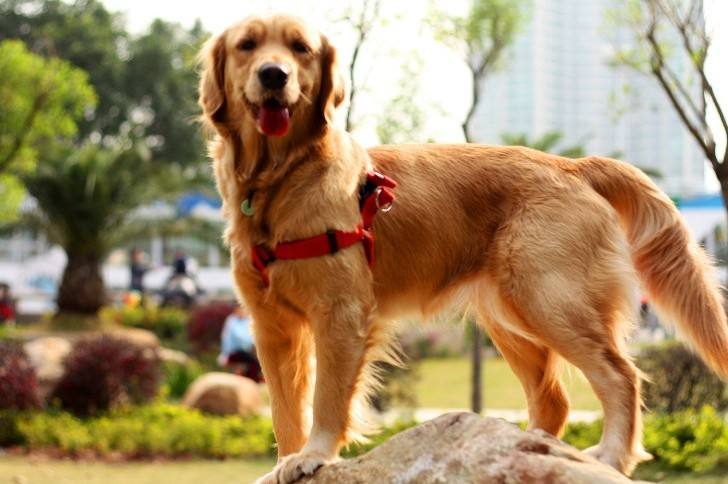 金毛犬寿命只有12-15岁，有这五个特征的它，已经算老狗了！