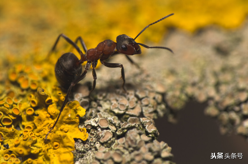 蚂蚁酒的功效与作用，蚂蚁的屁股分析？