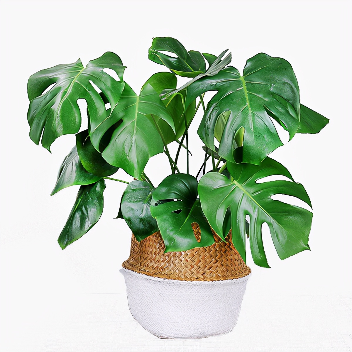 吸甲醛植物十大排行榜,室内吸甲醛的花卉排名有哪些