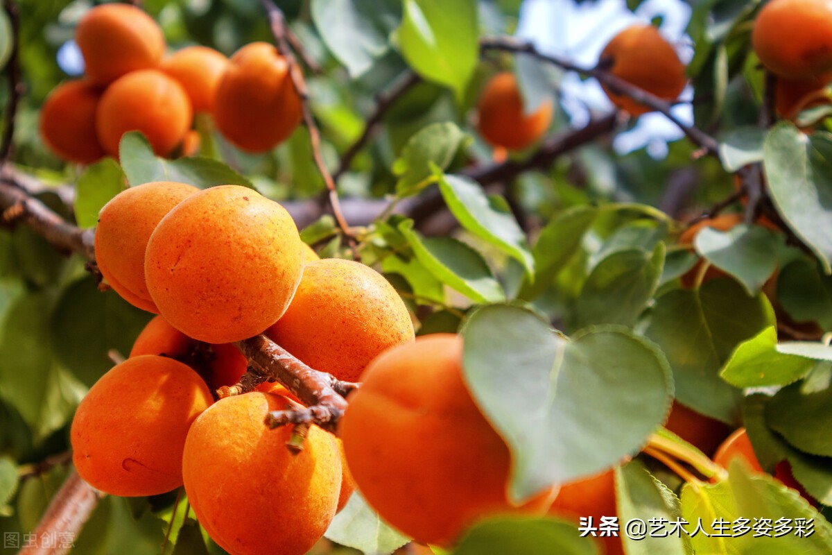 关于杏子成熟的美文
