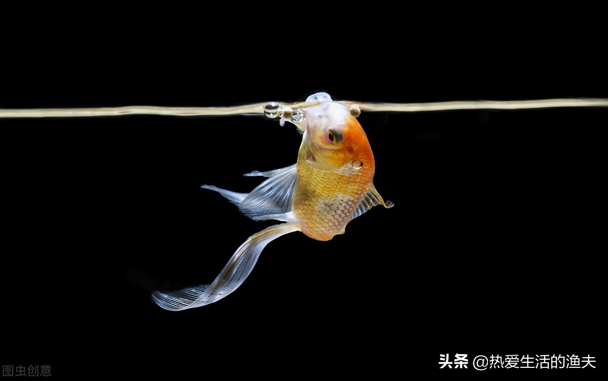 如何保证金鱼的寿命？养金鱼如何能让寿命延长？该怎么养？