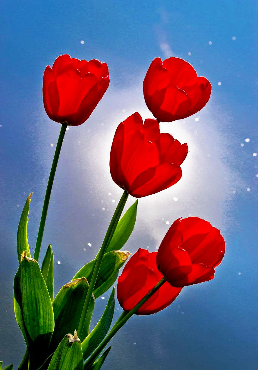 爱的表自，永恒的祝福——红色郁金香