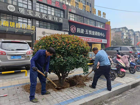 漯河： 115棵石楠 “搬家”添新“风景”