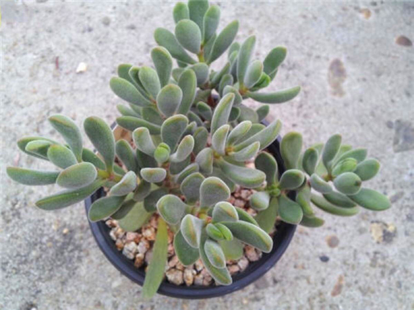 多肉植物青锁龙属,简介花椿、方塔、若歌诗、筒叶花月,看一看