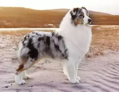 这是公认的最聪明犬种!三分钟看完牧羊犬喂养指南