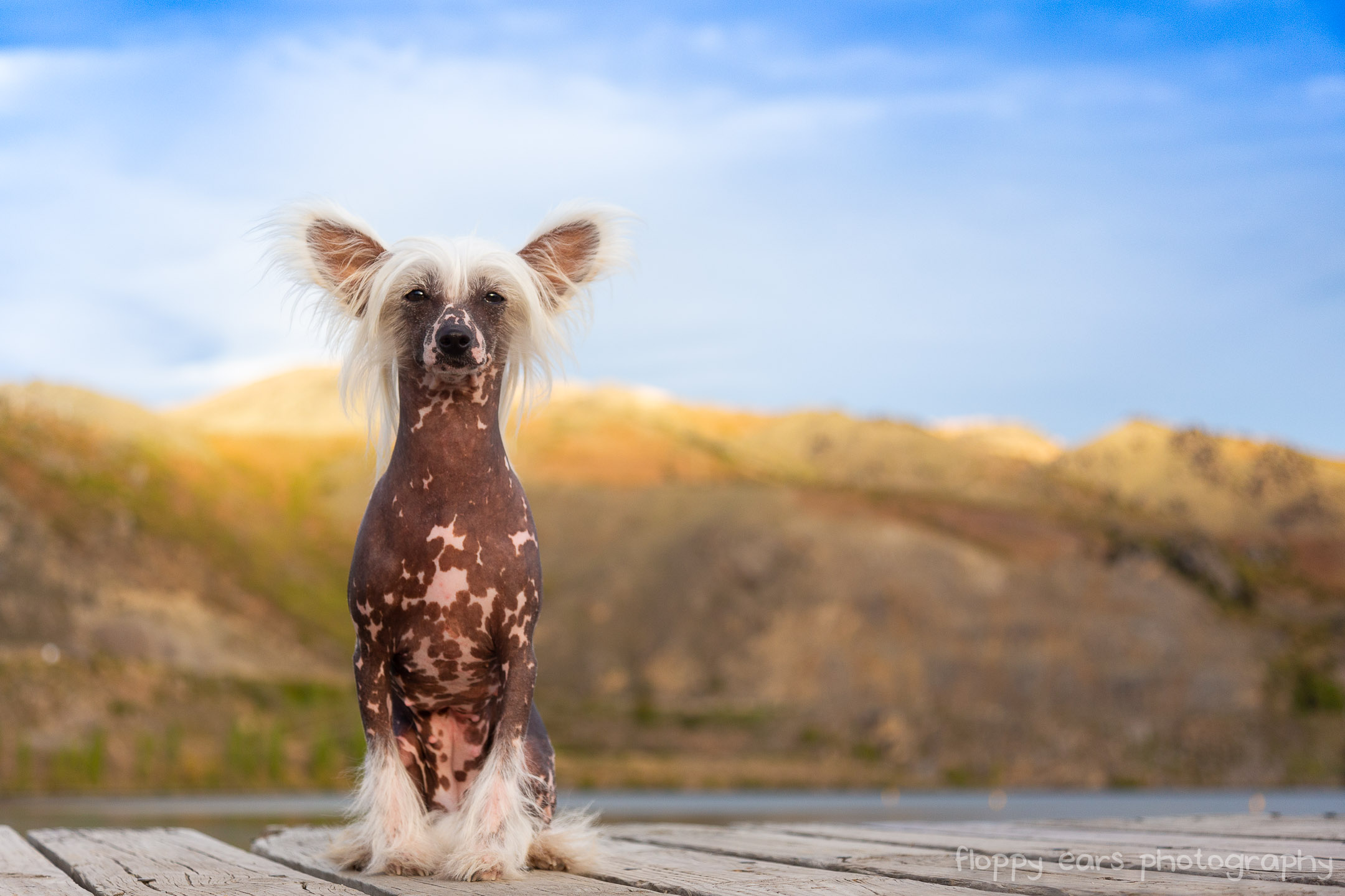 中国冠毛犬，多次获得世界最丑狗狗大奖，为何有人对它痴狂？