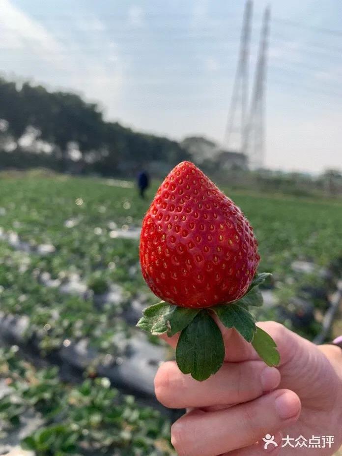 草莓季來了！廣州摘草莓指南出爐！快帶孩子走起