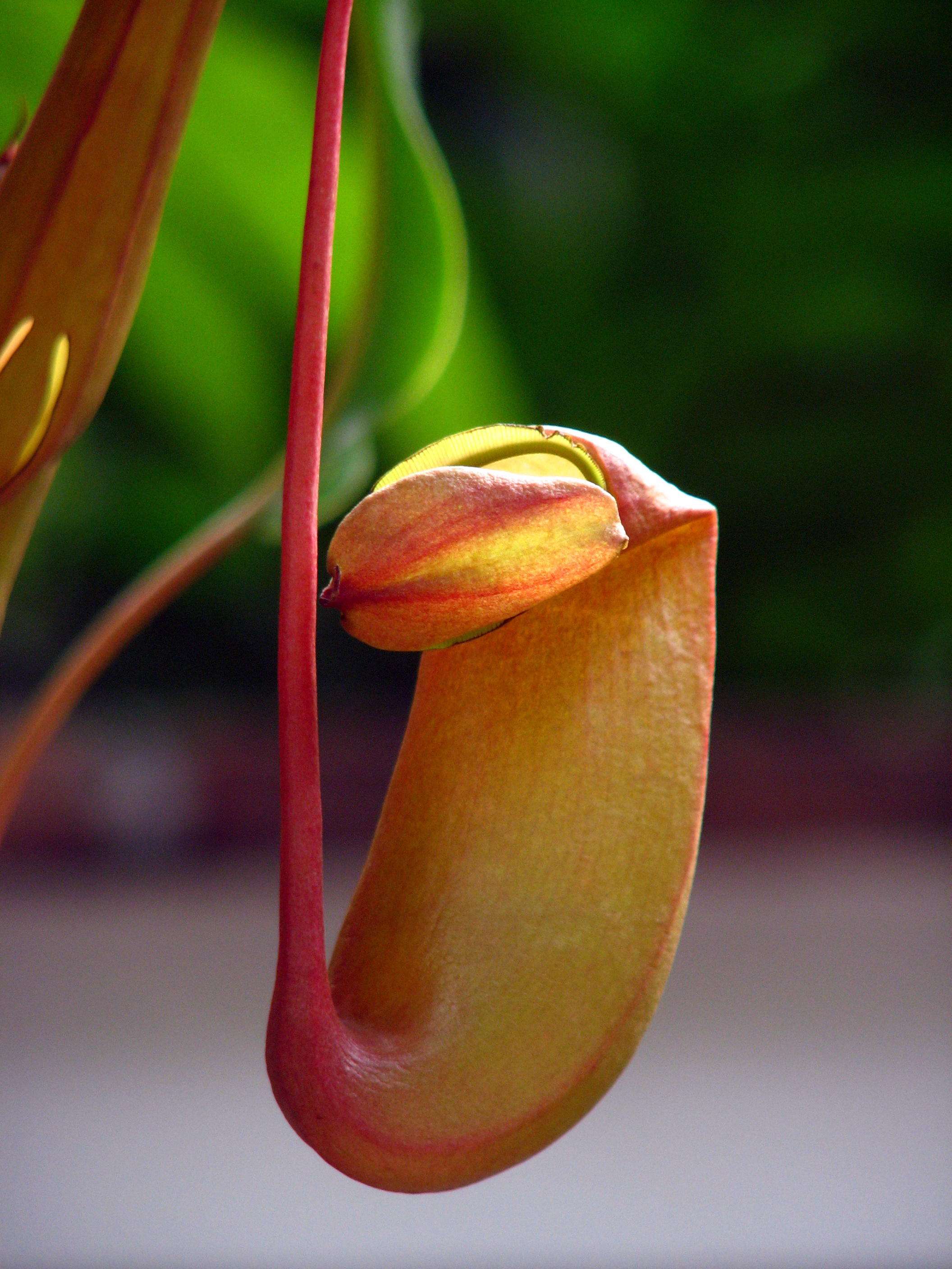 会"聚财"的猪笼草适合猪年养,养护方法送给你!