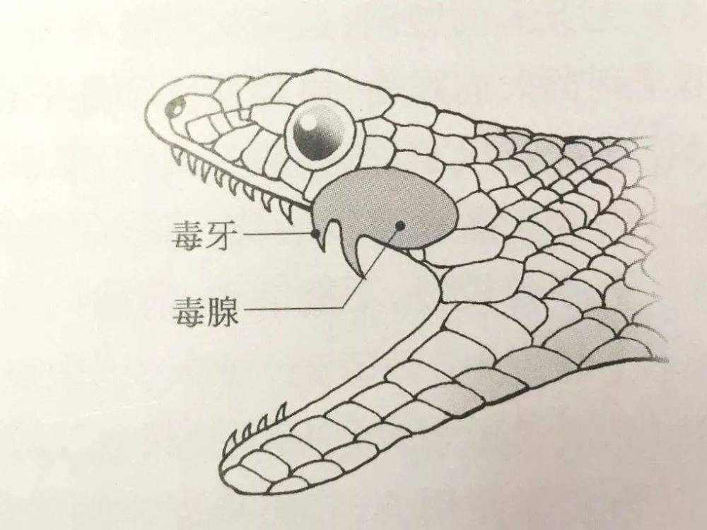 故事：广西农夫白酒生浸毒蛇做蛇酒，开瓶被咬身亡，专家解答真相