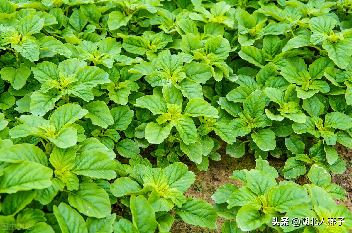 65种野菜图片大全，教你认识不同的野菜和吃法，你想要的野菜都有