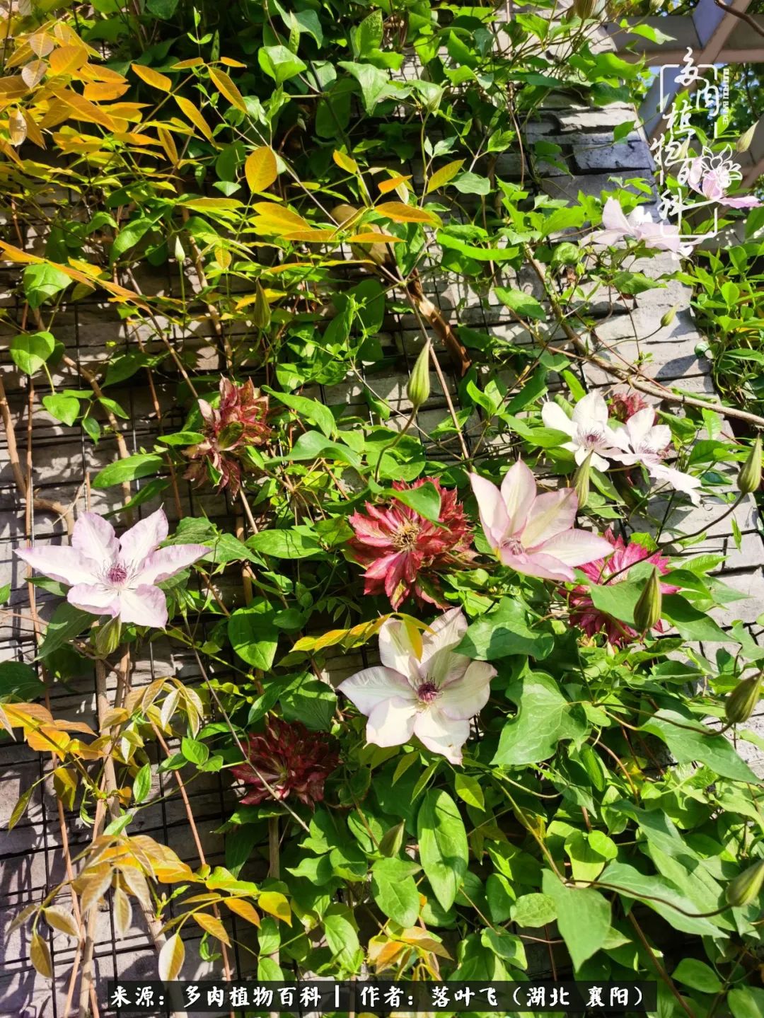 多肉和繁花相映,楼顶花园四季花开,令人沉醉