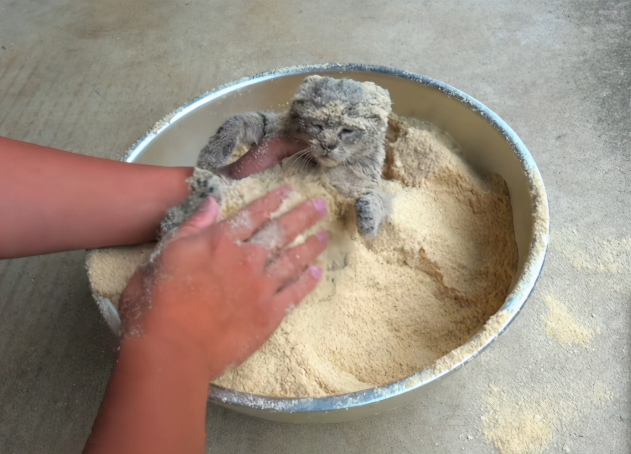 貓咪被裹上米糠粉，明顯是攤上事了，了解後才知道是在幫牠