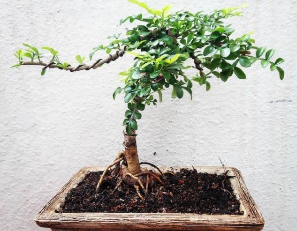 胡椒木盆景从上盆制作到养护,只需掌握这五点,一年四季清香四溢