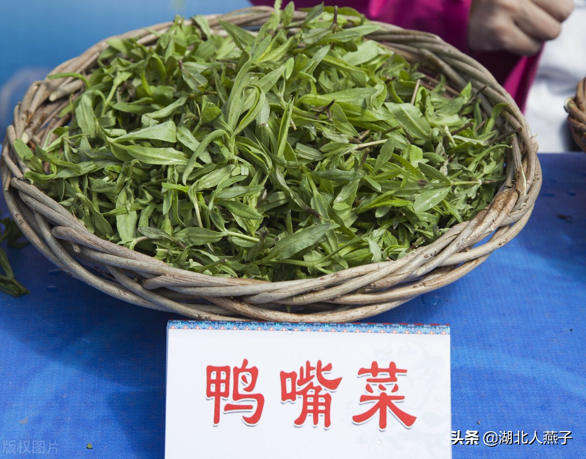 65种野菜图片大全，教你认识不同的野菜和吃法，你想要的野菜都有